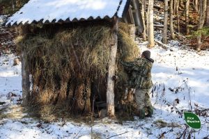 У лісництвах ДП «Ліси України» розпочали підгодівлю диких тварин